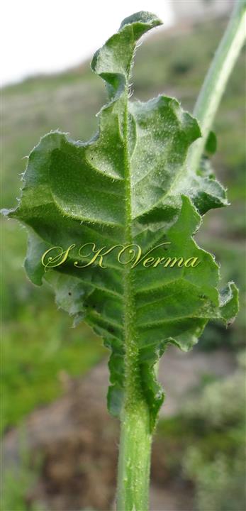  Middle cauline leaf